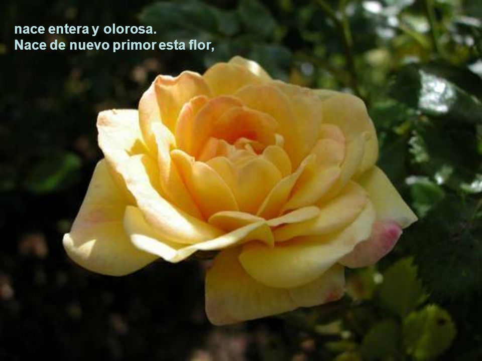 nace entera y olorosa. Nace de nuevo primor esta flor,