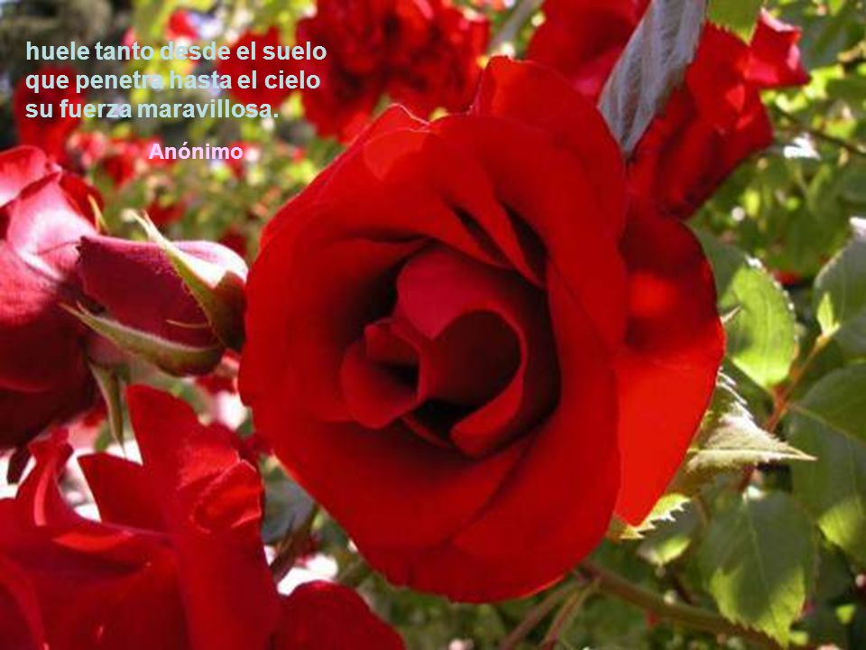 huele tanto desde el suelo que penetra hasta el cielo su fuerza maravillosa.