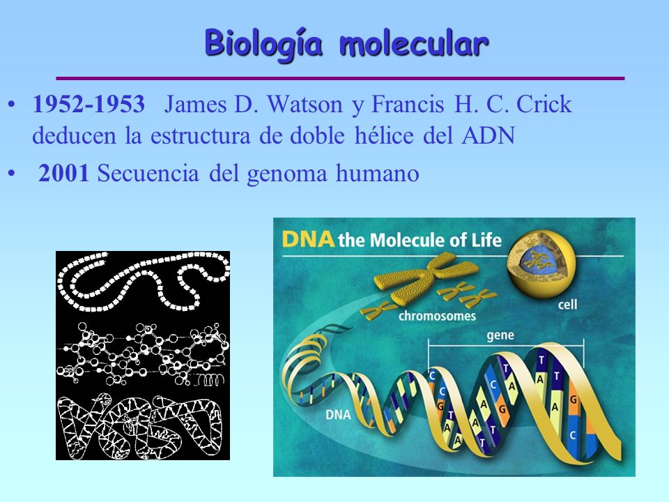 Biología molecular James D. Watson y Francis H. C. Crick deducen la estructura de doble hélice del ADN.