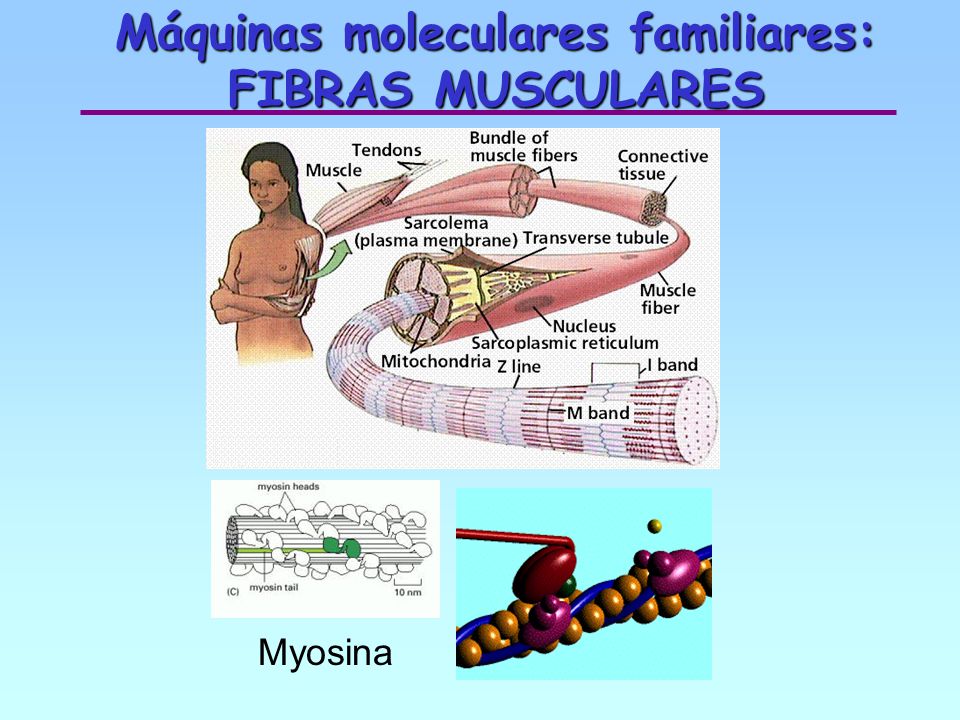 Máquinas moleculares familiares: FIBRAS MUSCULARES