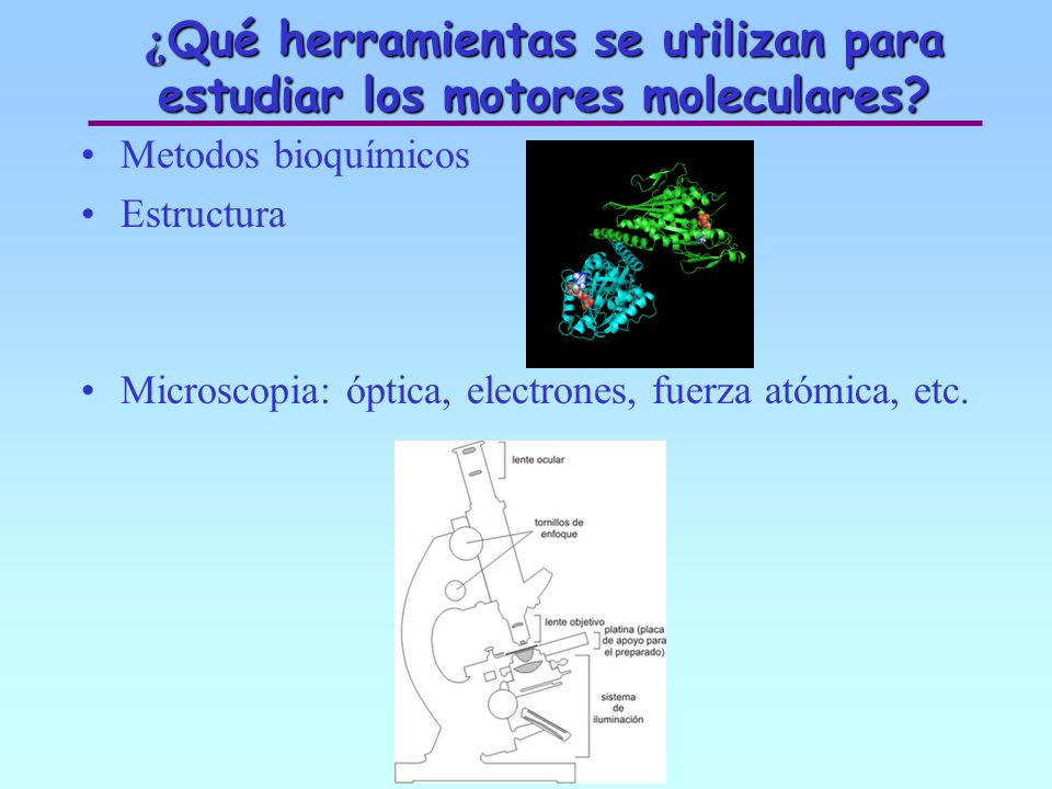 ¿Qué herramientas se utilizan para estudiar los motores moleculares