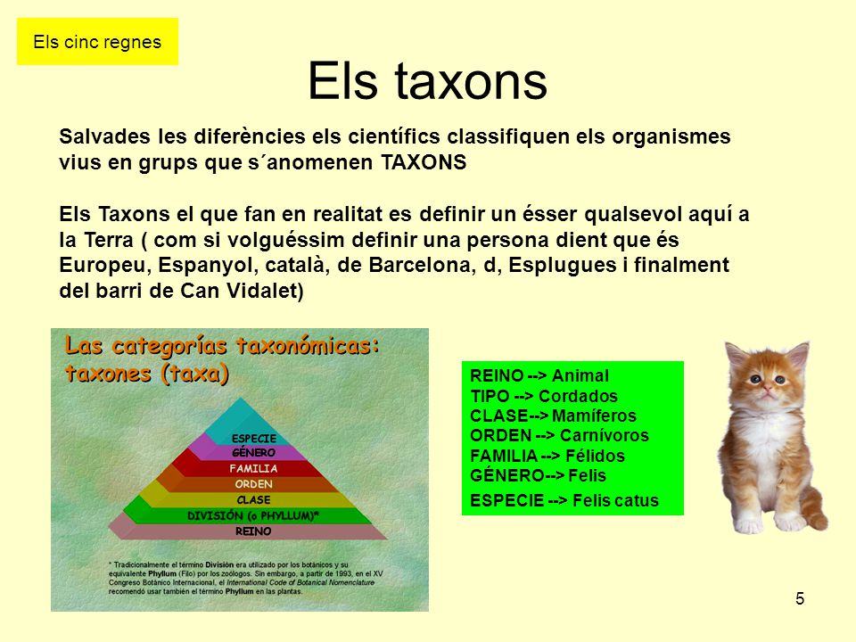 Els cinc regnes Els taxons. Salvades les diferències els científics classifiquen els organismes vius en grups que s´anomenen TAXONS.