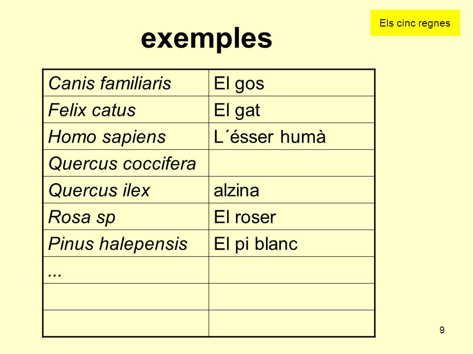 exemples Canis familiaris El gos Felix catus El gat Homo sapiens