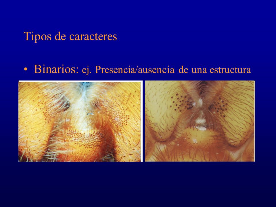 Tipos de caracteres Binarios: ej. Presencia/ausencia de una estructura