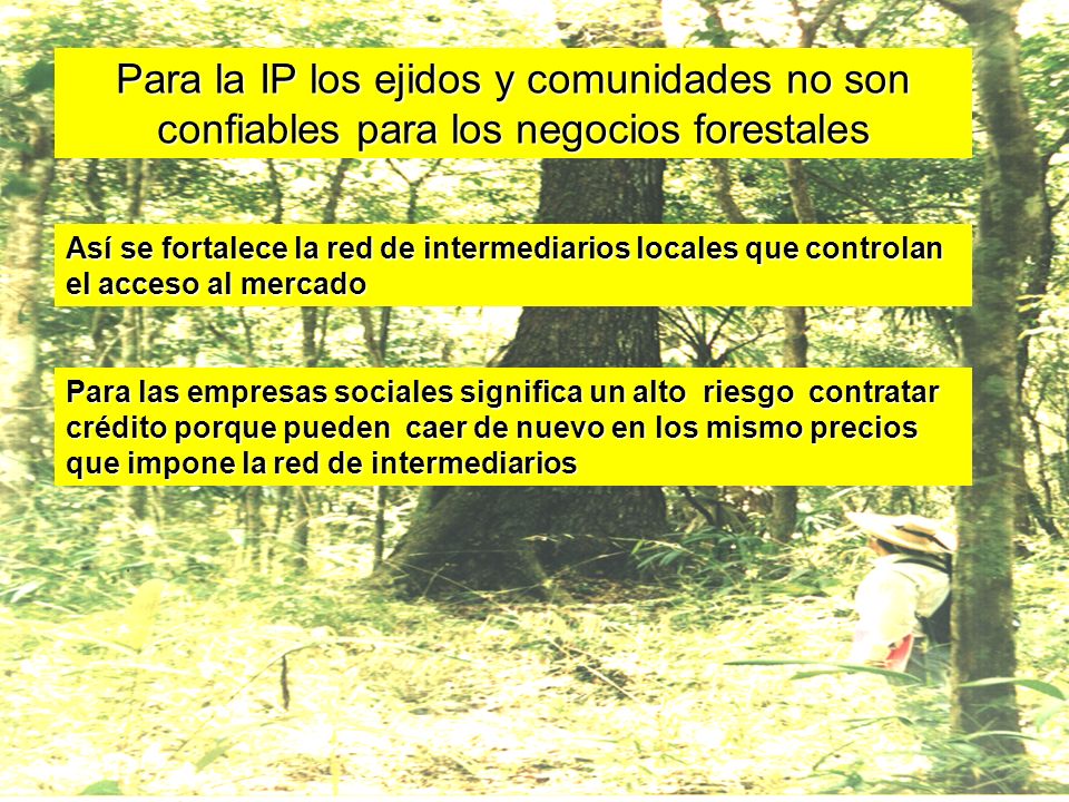 Para la IP los ejidos y comunidades no son confiables para los negocios forestales