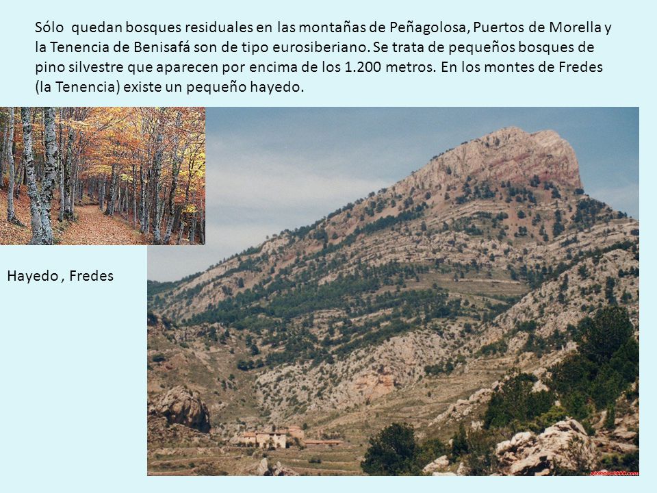 Sólo quedan bosques residuales en las montañas de Peñagolosa, Puertos de Morella y la Tenencia de Benisafá son de tipo eurosiberiano. Se trata de pequeños bosques de pino silvestre que aparecen por encima de los metros. En los montes de Fredes (la Tenencia) existe un pequeño hayedo.