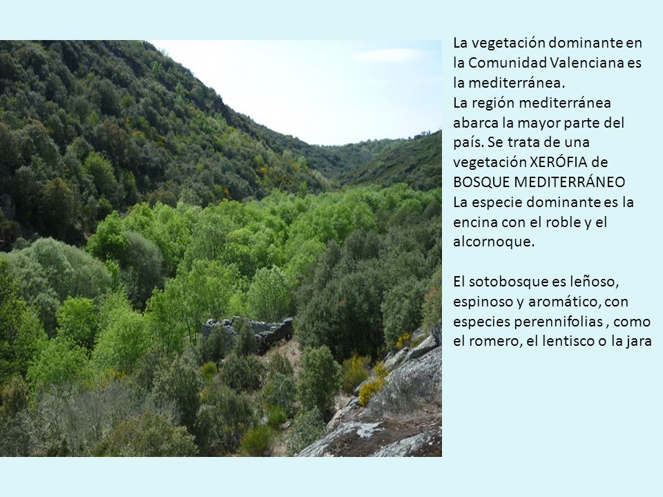 La vegetación dominante en la Comunidad Valenciana es la mediterránea.
