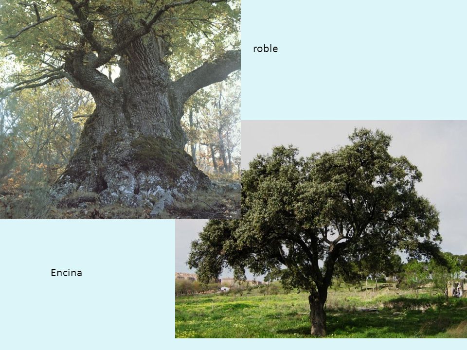 roble Encina