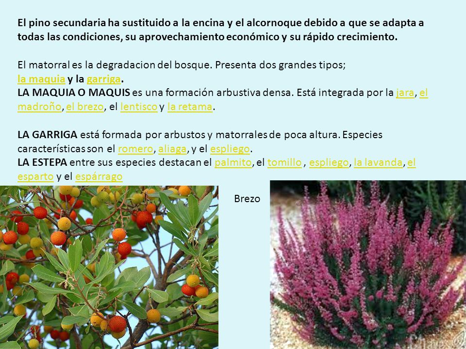 El pino secundaria ha sustituido a la encina y el alcornoque debido a que se adapta a todas las condiciones, su aprovechamiento económico y su rápido crecimiento.