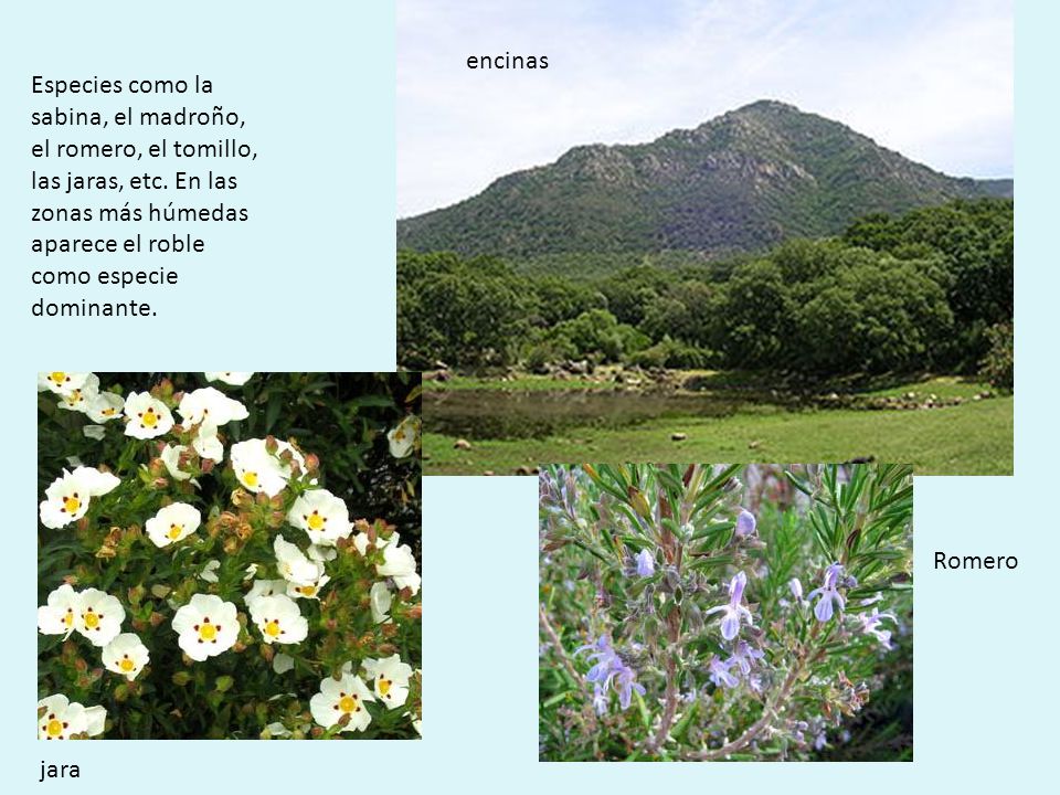encinas Especies como la sabina, el madroño, el romero, el tomillo, las jaras, etc. En las zonas más húmedas aparece el roble como especie dominante.