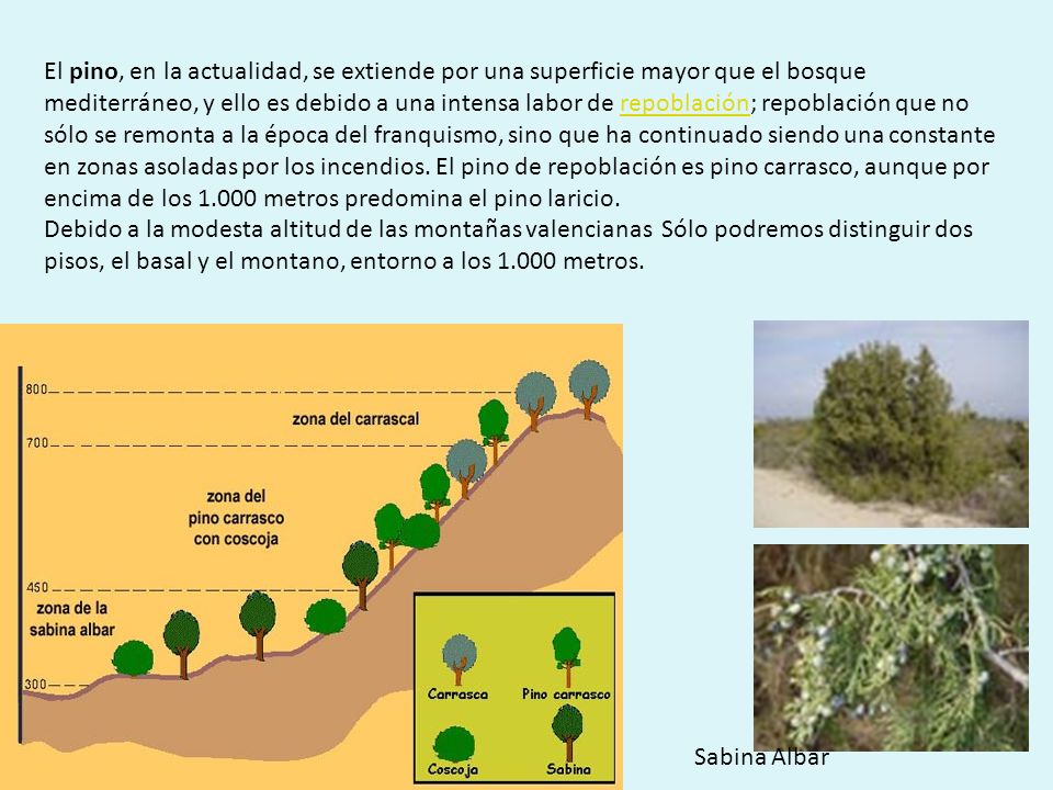 El pino, en la actualidad, se extiende por una superficie mayor que el bosque mediterráneo, y ello es debido a una intensa labor de repoblación; repoblación que no sólo se remonta a la época del franquismo, sino que ha continuado siendo una constante en zonas asoladas por los incendios. El pino de repoblación es pino carrasco, aunque por encima de los metros predomina el pino laricio.