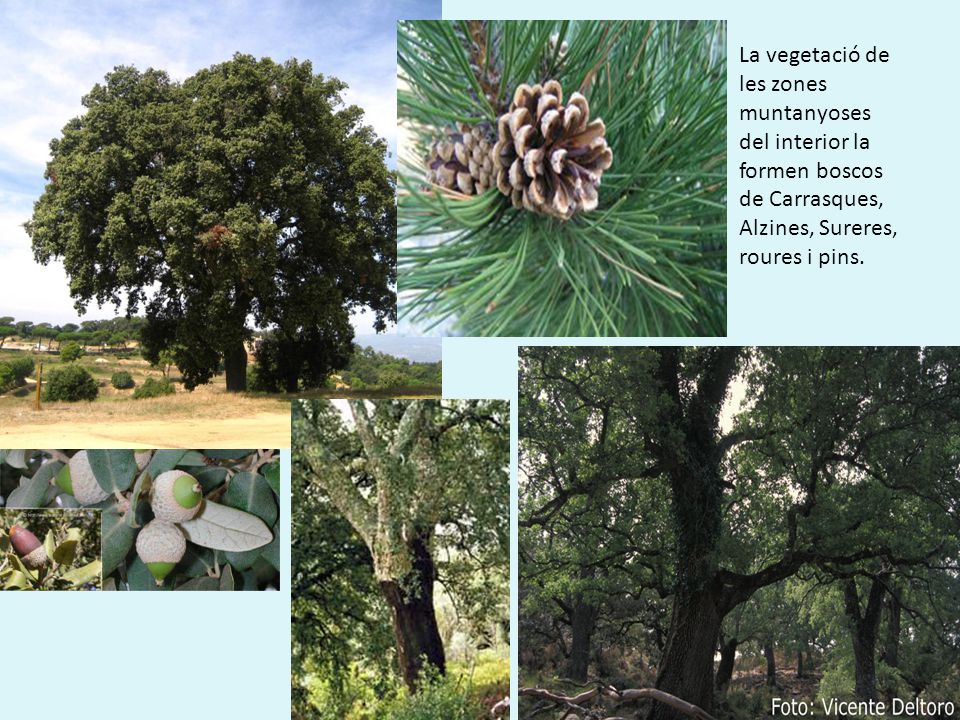 La vegetació de les zones muntanyoses del interior la formen boscos de Carrasques, Alzines, Sureres, roures i pins.