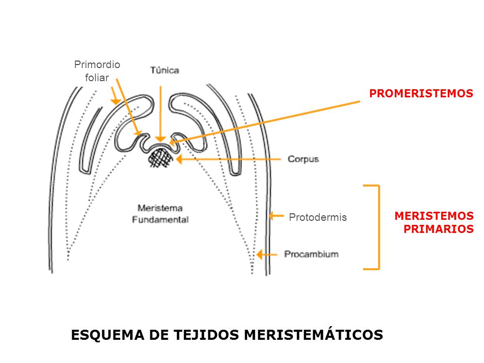ESQUEMA DE TEJIDOS MERISTEMÁTICOS