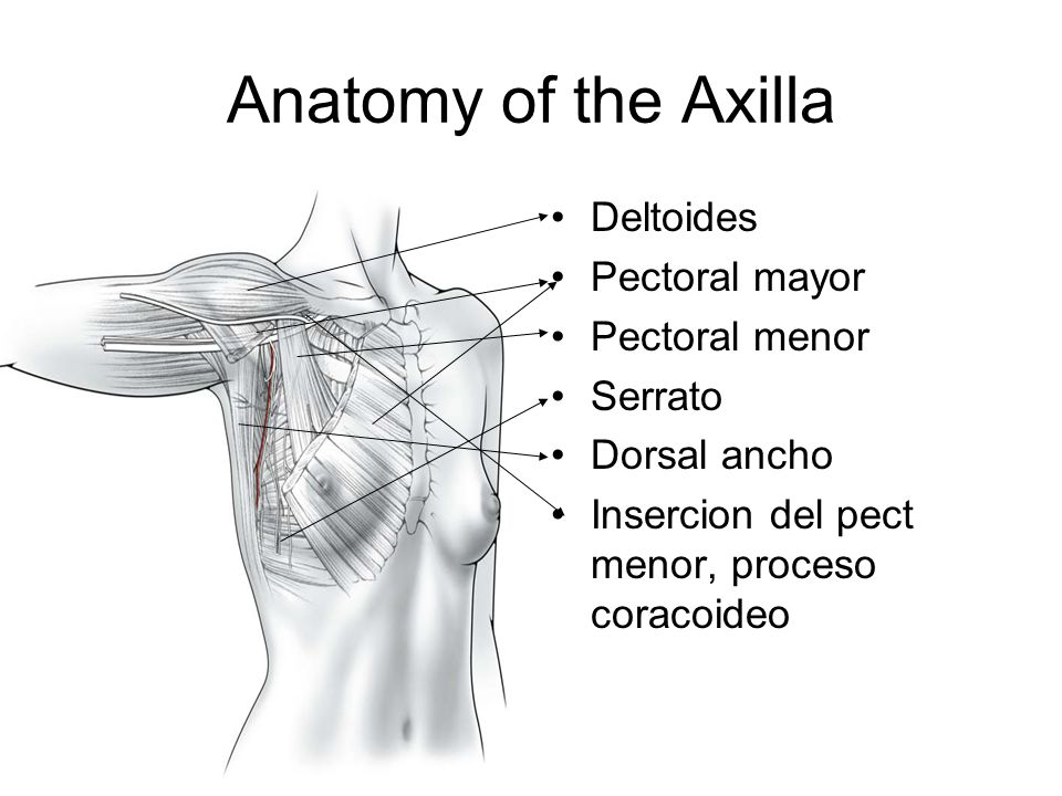 Anatomy of the Axilla Deltoides Pectoral mayor Pectoral menor Serrato