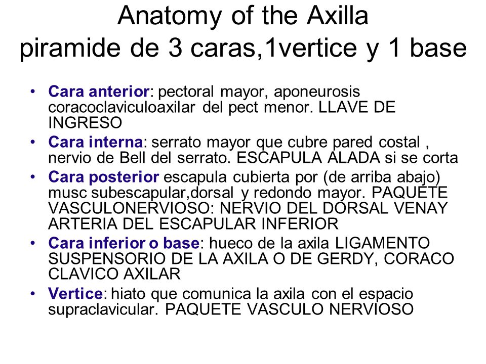 Anatomy of the Axilla piramide de 3 caras,1vertice y 1 base