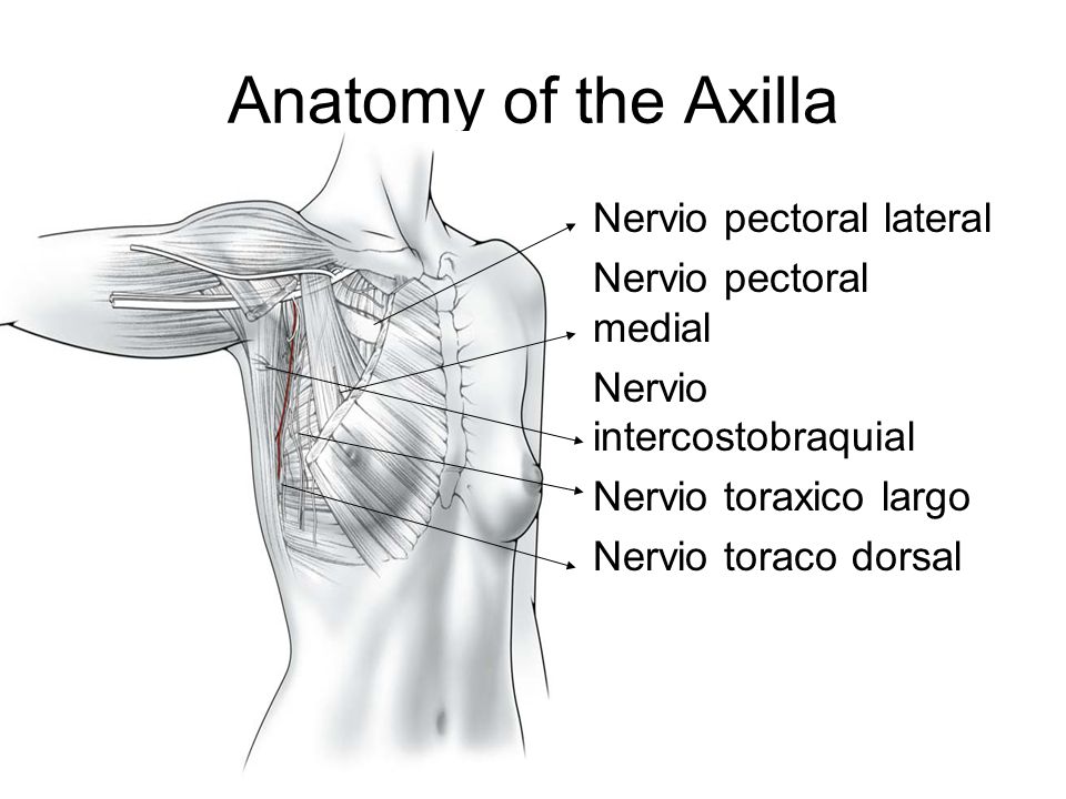 Anatomy of the Axilla Nervio pectoral lateral Nervio pectoral medial