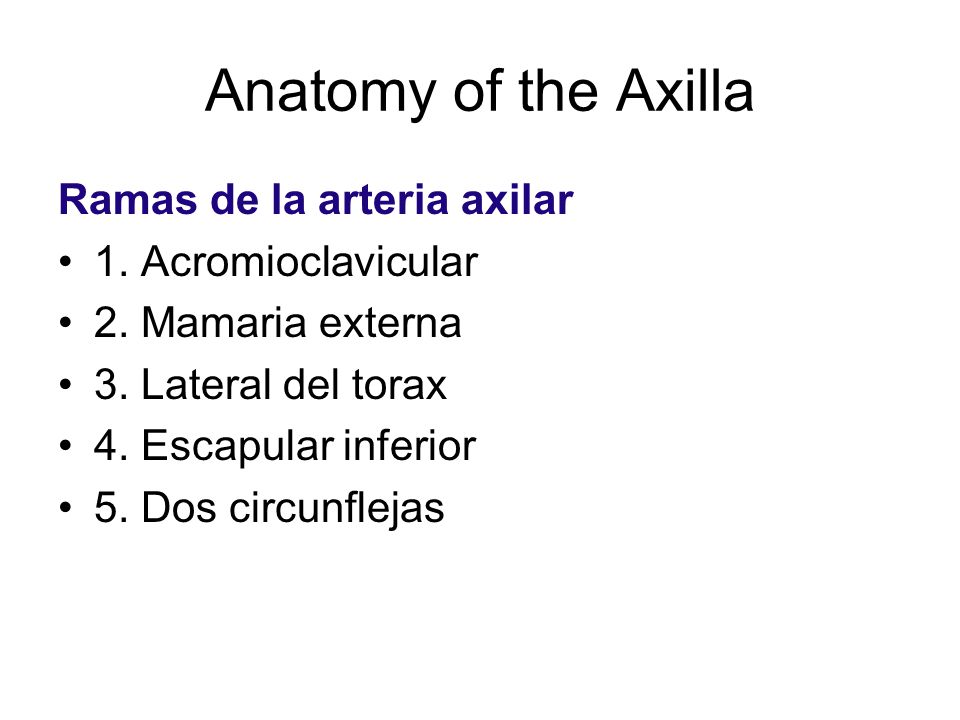Anatomy of the Axilla Ramas de la arteria axilar 1. Acromioclavicular