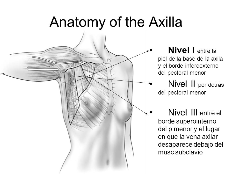 Anatomy of the Axilla Nivel I entre la piel de la base de la axila y el borde inferoexterno del pectoral menor.