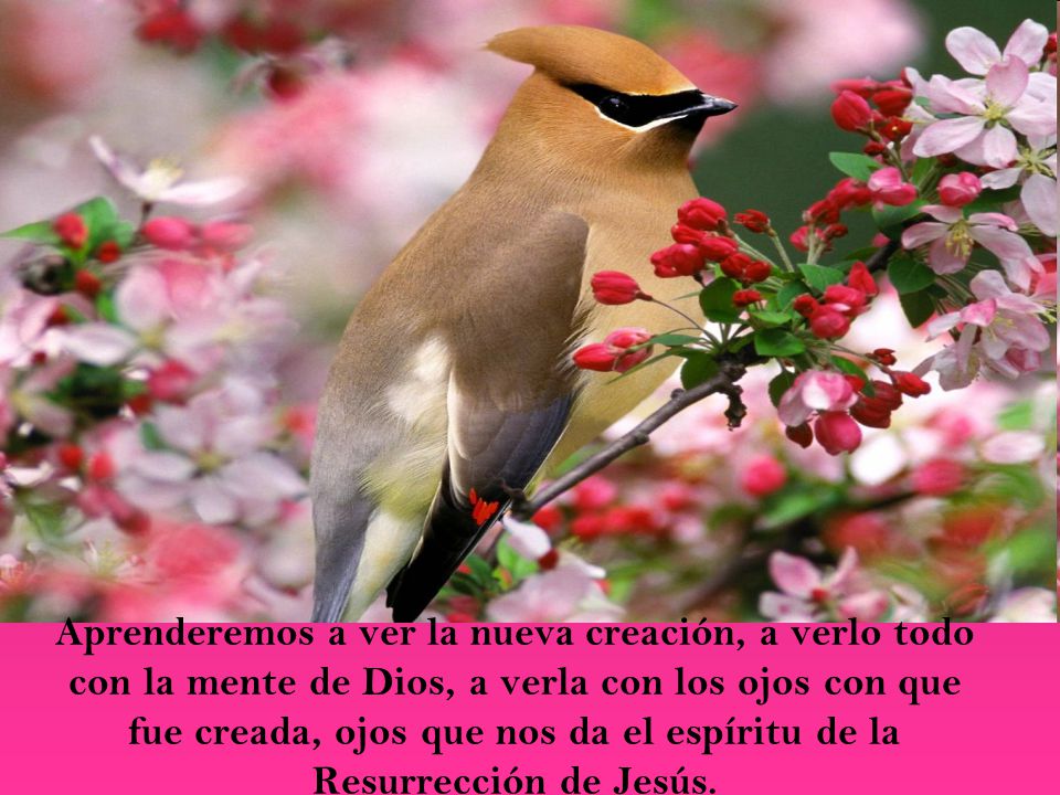 Aprenderemos a ver la nueva creación, a verlo todo con la mente de Dios, a verla con los ojos con que fue creada, ojos que nos da el espíritu de la Resurrección de Jesús.