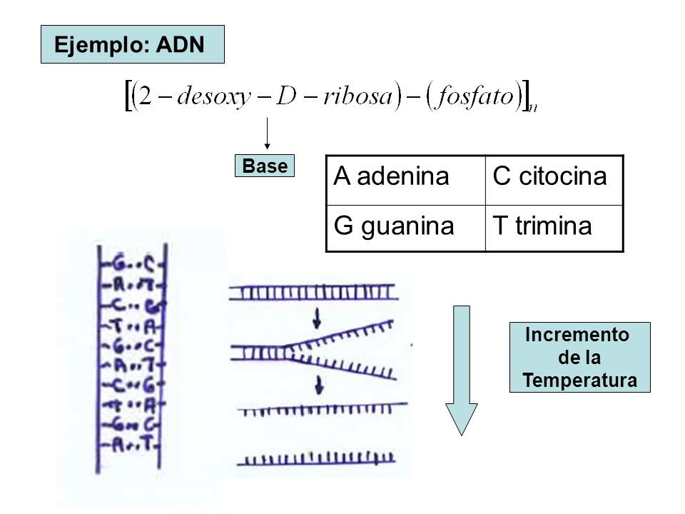 A adenina C citocina G guanina T trimina Ejemplo: ADN Base Incremento
