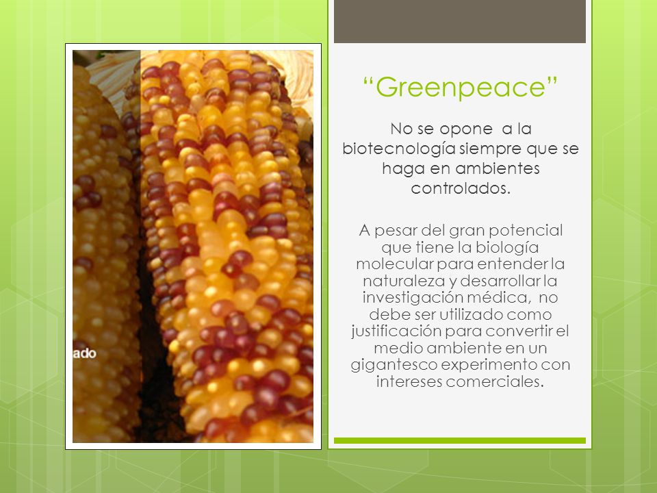 Greenpeace No se opone a la biotecnología siempre que se haga en ambientes controlados.