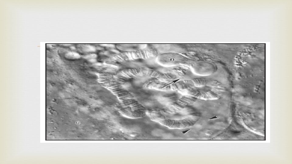 Los núcleos interfásicos de los dipteros los cromosomas homólogos se encuentran generalmente apareados.