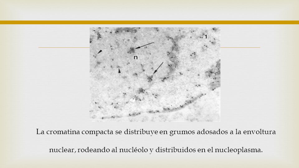 La cromatina compacta se distribuye en grumos adosados a la envoltura nuclear, rodeando al nucléolo y distribuidos en el nucleoplasma.