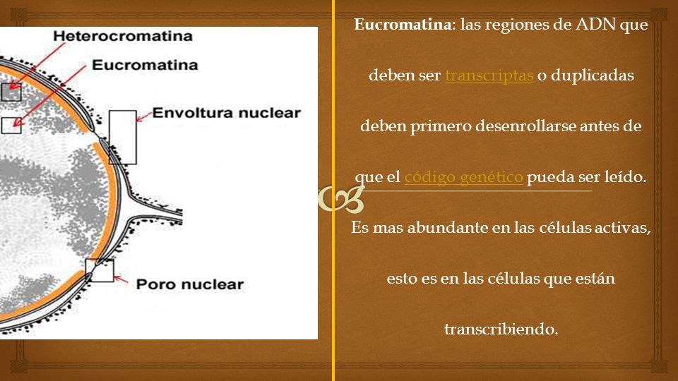 Eucromatina: las regiones de ADN que deben ser transcriptas o duplicadas deben primero desenrollarse antes de que el código genético pueda ser leído.