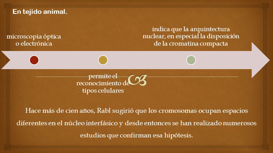 En tejido animal. microscopia óptica o electrónica. permite el reconocimiento de tipos celulares.
