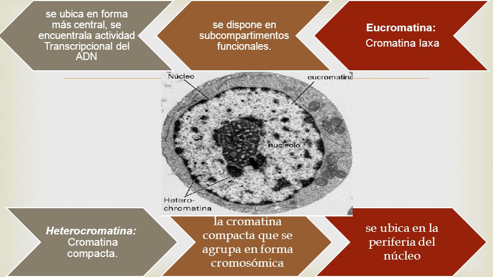 la cromatina compacta que se agrupa en forma cromosómica