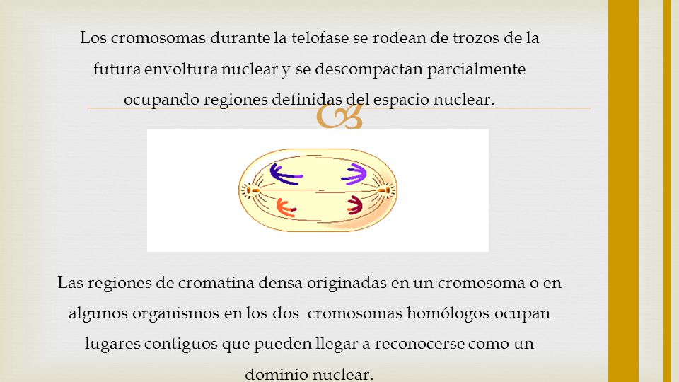Los cromosomas durante la telofase se rodean de trozos de la futura envoltura nuclear y se descompactan parcialmente ocupando regiones definidas del espacio nuclear.