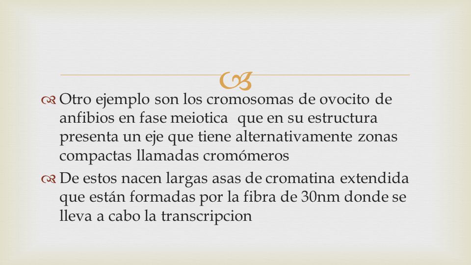 Otro ejemplo son los cromosomas de ovocito de anfibios en fase meiotica que en su estructura presenta un eje que tiene alternativamente zonas compactas llamadas cromómeros