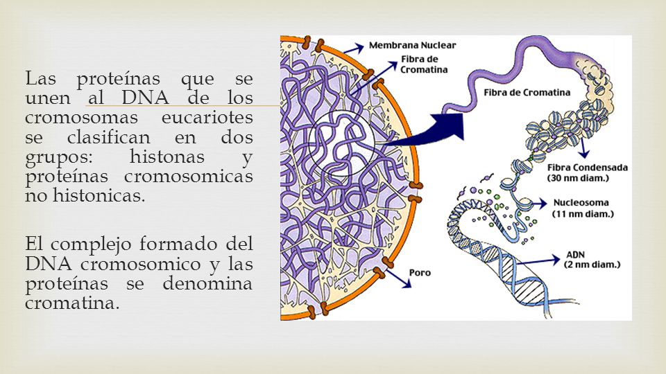 Las proteínas que se unen al DNA de los cromosomas eucariotes se clasifican en dos grupos: histonas y proteínas cromosomicas no histonicas. El complejo formado del DNA cromosomico y las proteínas se denomina cromatina.