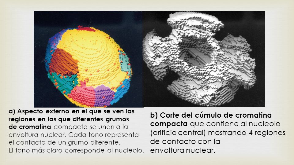 a) Aspecto externo en el que se ven las regiones en las que diferentes grumos