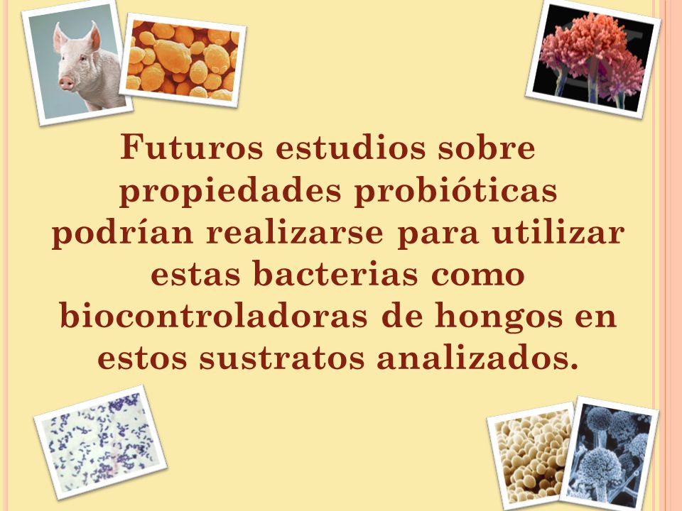 Futuros estudios sobre propiedades probióticas podrían realizarse para utilizar estas bacterias como biocontroladoras de hongos en estos sustratos analizados.
