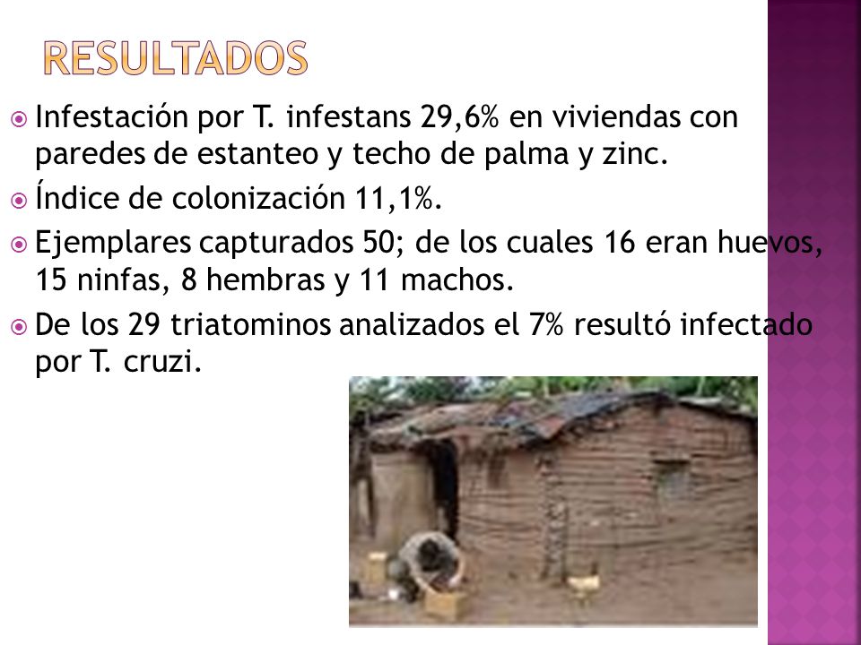 RESULTADOS Infestación por T. infestans 29,6% en viviendas con paredes de estanteo y techo de palma y zinc.