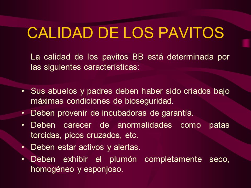 CALIDAD DE LOS PAVITOS La calidad de los pavitos BB está determinada por las siguientes características: