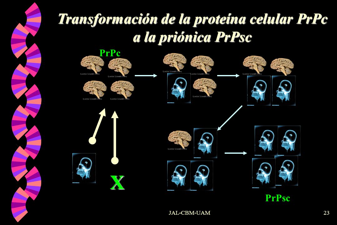 Transformación de la proteína celular PrPc a la priónica PrPsc