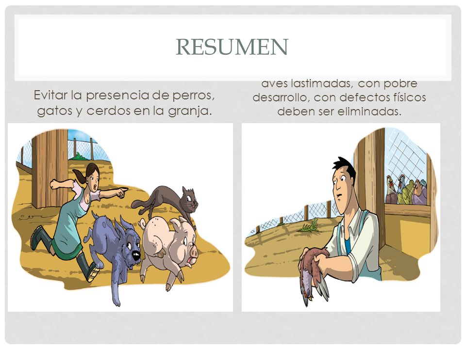 Evitar la presencia de perros, gatos y cerdos en la granja.