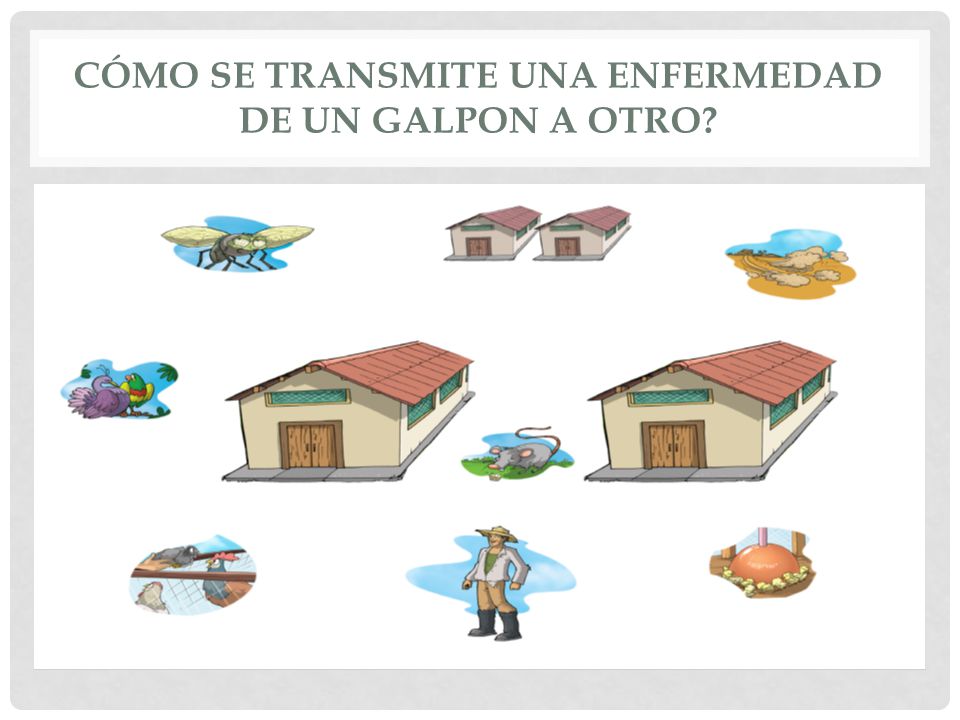 CÓMO SE TRANSMITE UNA ENFERMEDAD DE UN GALPON A OTRO