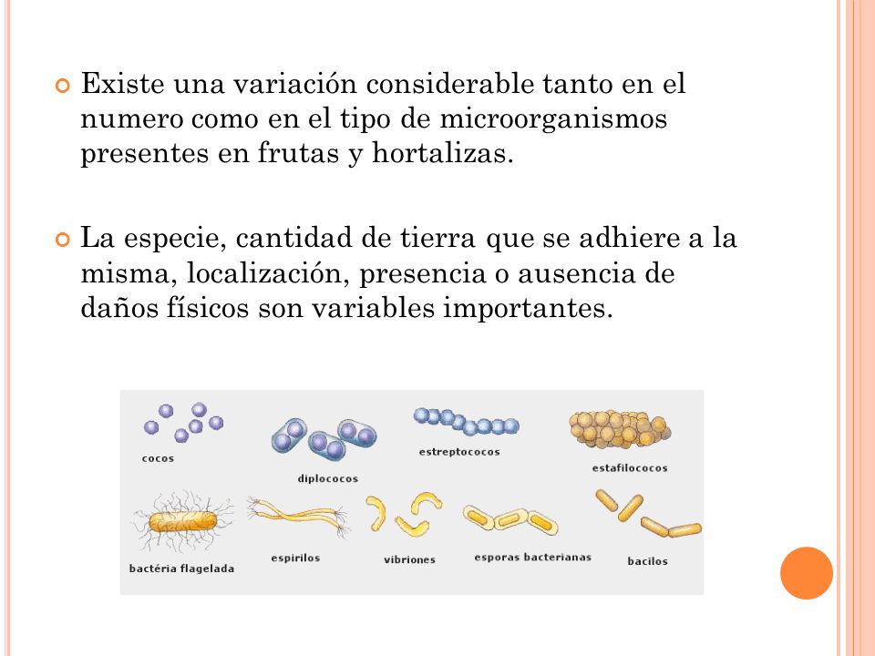 Existe una variación considerable tanto en el numero como en el tipo de microorganismos presentes en frutas y hortalizas.