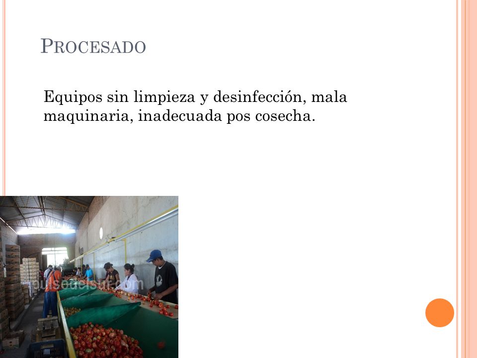 Procesado Equipos sin limpieza y desinfección, mala maquinaria, inadecuada pos cosecha.