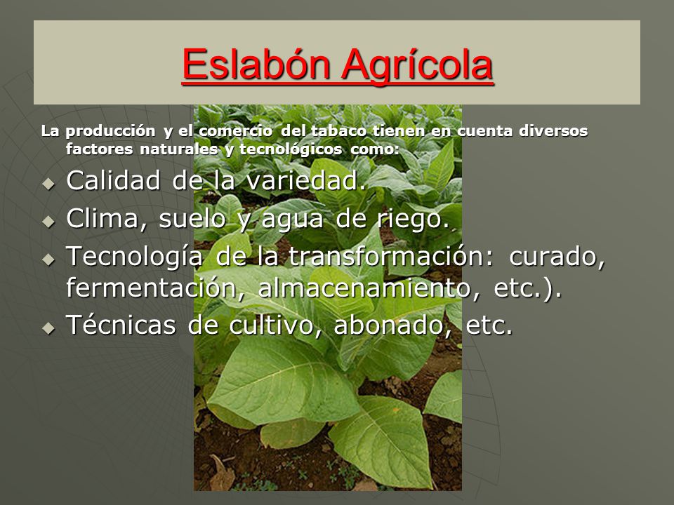 Eslabón Agrícola Calidad de la variedad. Clima, suelo y agua de riego.