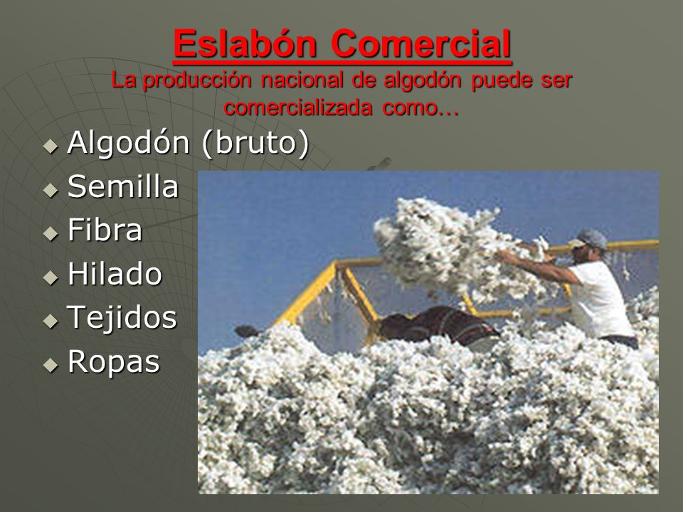 Eslabón Comercial La producción nacional de algodón puede ser comercializada como…