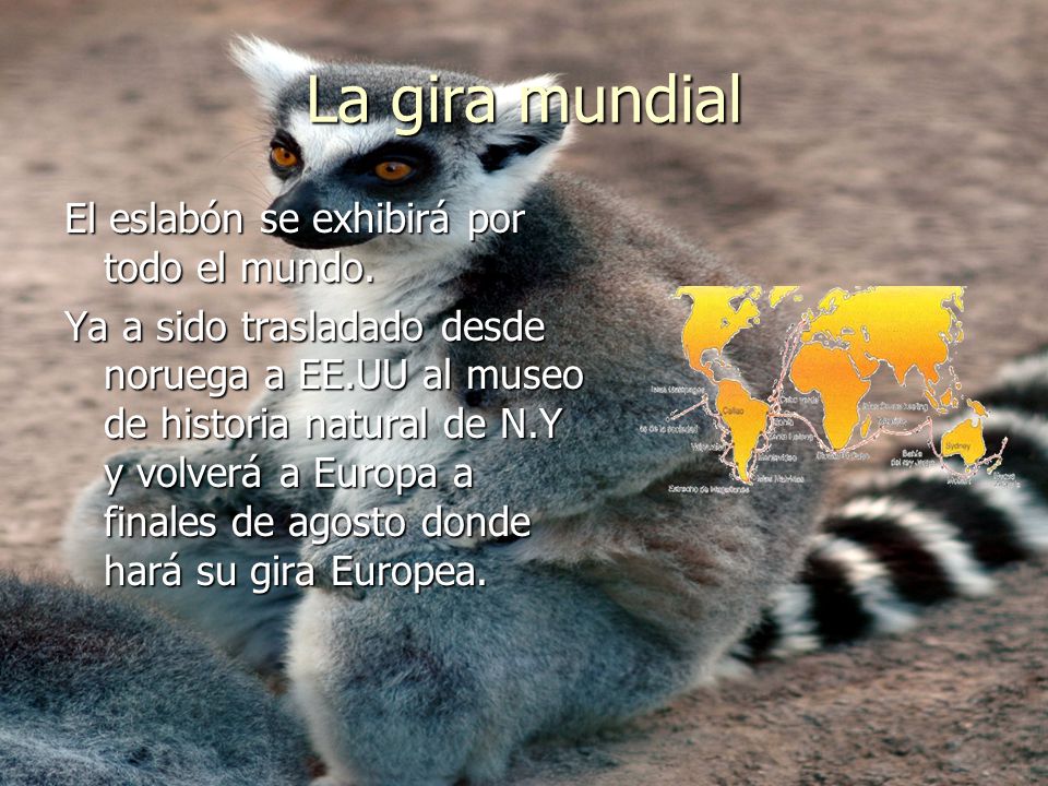 La gira mundial El eslabón se exhibirá por todo el mundo.