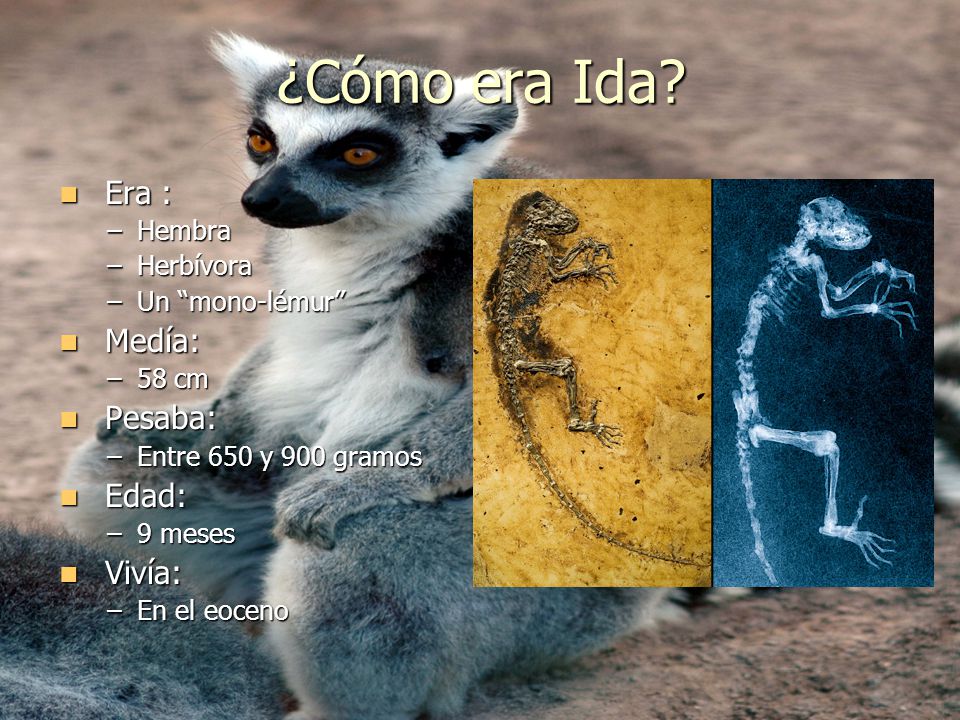 ¿Cómo era Ida Era : Medía: Pesaba: Edad: Vivía: Hembra Herbívora