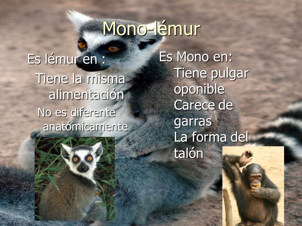 Mono-lémur Es Mono en: Es lémur en : Tiene pulgar oponible
