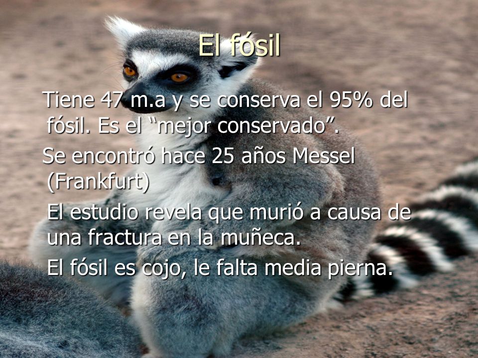 El fósil Tiene 47 m.a y se conserva el 95% del fósil. Es el mejor conservado . Se encontró hace 25 años Messel (Frankfurt)