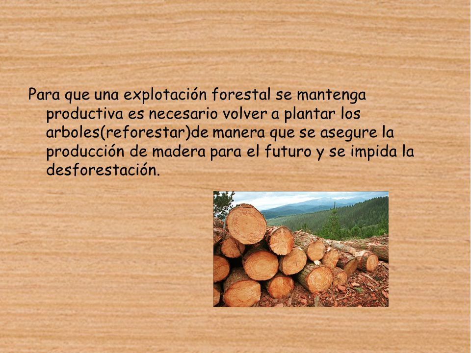 Para que una explotación forestal se mantenga productiva es necesario volver a plantar los arboles(reforestar)de manera que se asegure la producción de madera para el futuro y se impida la desforestación.