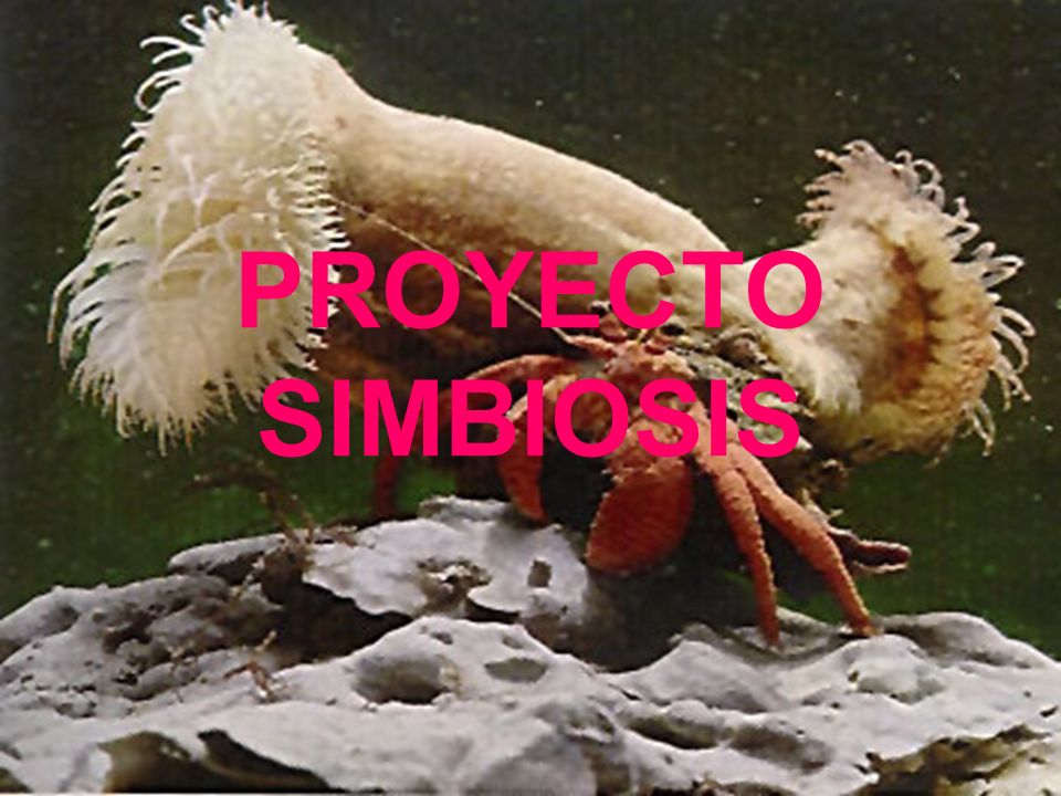 PROYECTO SIMBIOSIS